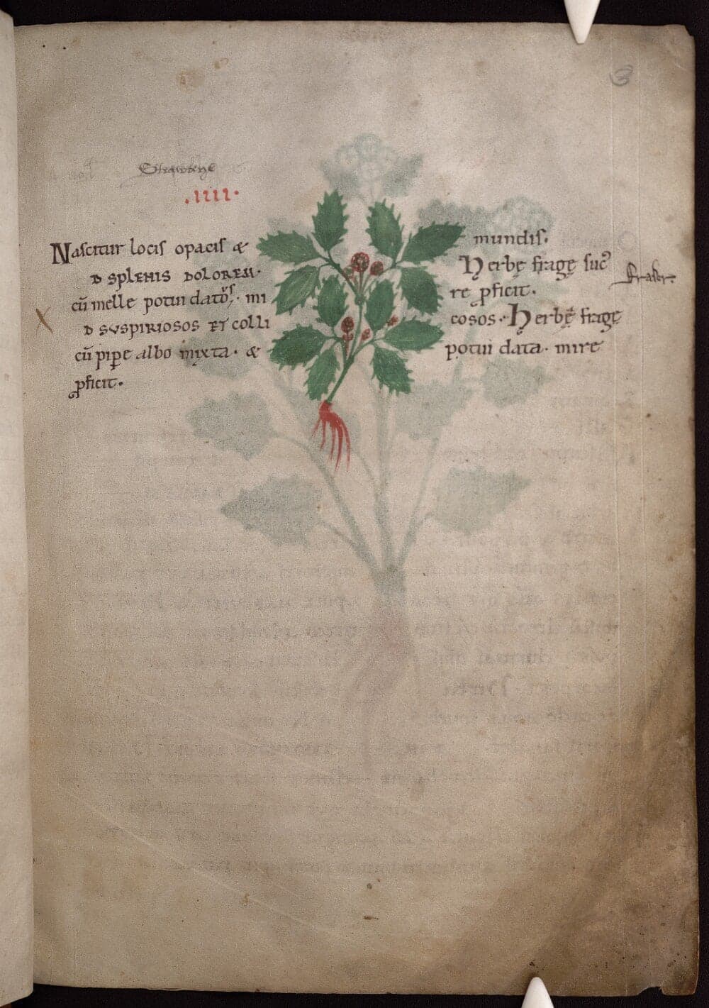 Herbal and Book of Medicine from Animals